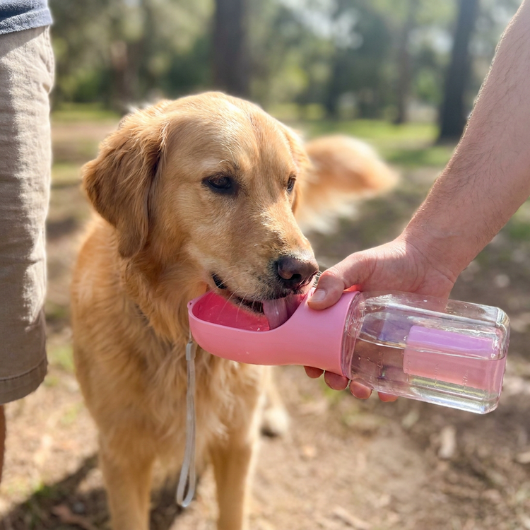 Dog drinking from pink portable pet water bottle at the park