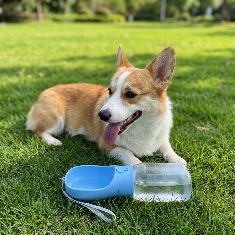 sr-scene-liam-corgi